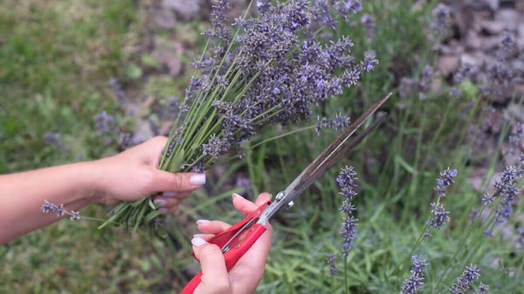 Hydrangeas and Lavender August gardening tasks explained for ‘strong’ blooms next year