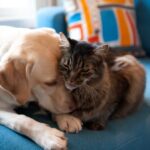 ‘Best on market’ free treatment has cats and dogs ‘flea free’