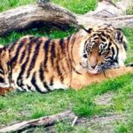 West Midlands Safari Park extends its summer offer making kids tickets just £6.95 per visit