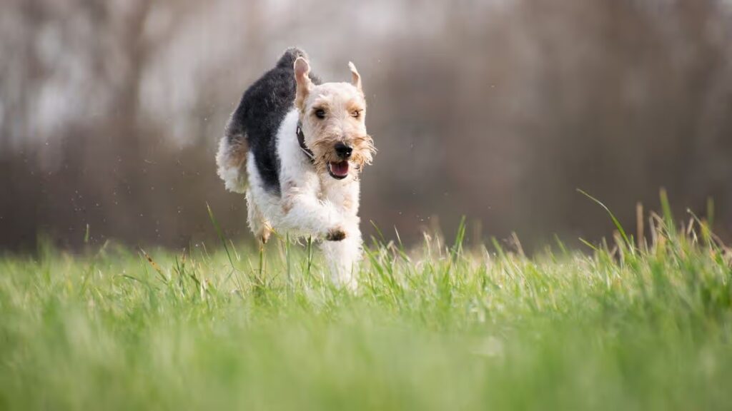 The tasty treats on the menu for dogs at Coventry’s favourite walking spots