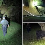 San Mateo County sheriff and CHP wrangle a loose bull on Highway 35
