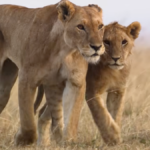 Lion: Exclusive First Look at Nat Geo Doc Is a Real Life Lion King Moment
