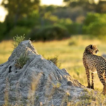 Tanzania Tours, Safari Dreams, and Kilimanjaro Adventure—Real Journey Guide for 2026 Travelers