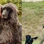 James Middleton Shares a Rare Photo of Princess Kate’s Late Dog, Lupo