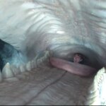 Austin Abrams becomes a sperm whale snack in the latest Whalefall trailer
