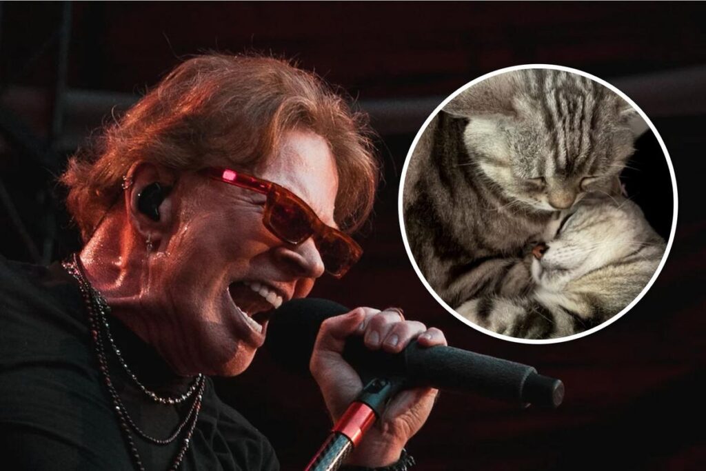 Axl Rose Mourns Cat Whiskey, See Photos of His 3 Cats
