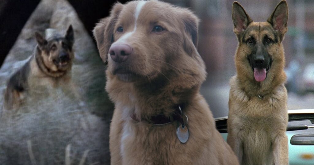 10 Movie Dogs That Beat Impossible Odds