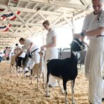 North Carolina issues rabies warning after petting zoo goats test positive