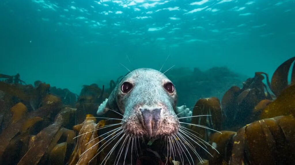 ‘Ocean on our doorstep is crammed with tropical coral, sharks and giant whales’