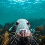 ‘Ocean on our doorstep is crammed with tropical coral, sharks and giant whales’