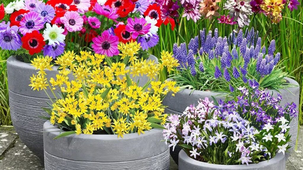 The best bulbs to plant in autumn for an impressive spring display next year