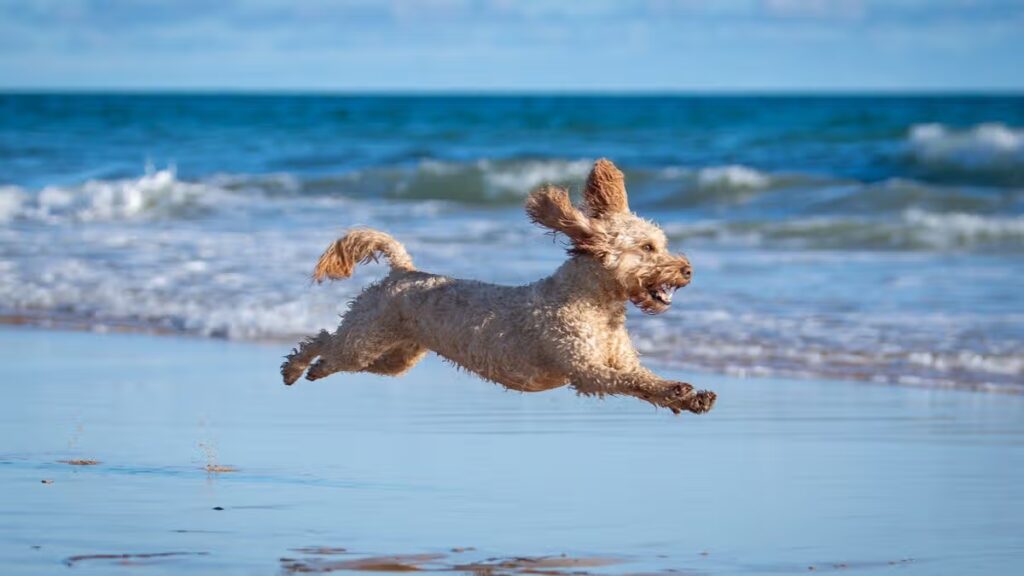 ‘Most dog-friendly place in Wales’ is charming seaside town with 15 pet-friendly cafes