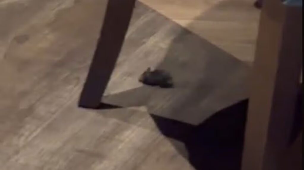Woman leaves Bristol restaurant after spotting mouse under tables