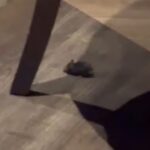 Woman leaves Bristol restaurant after spotting mouse under tables
