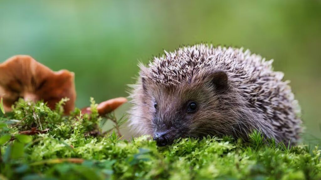 Attract hedgehogs to your garden this autumn by leaving out one item of food