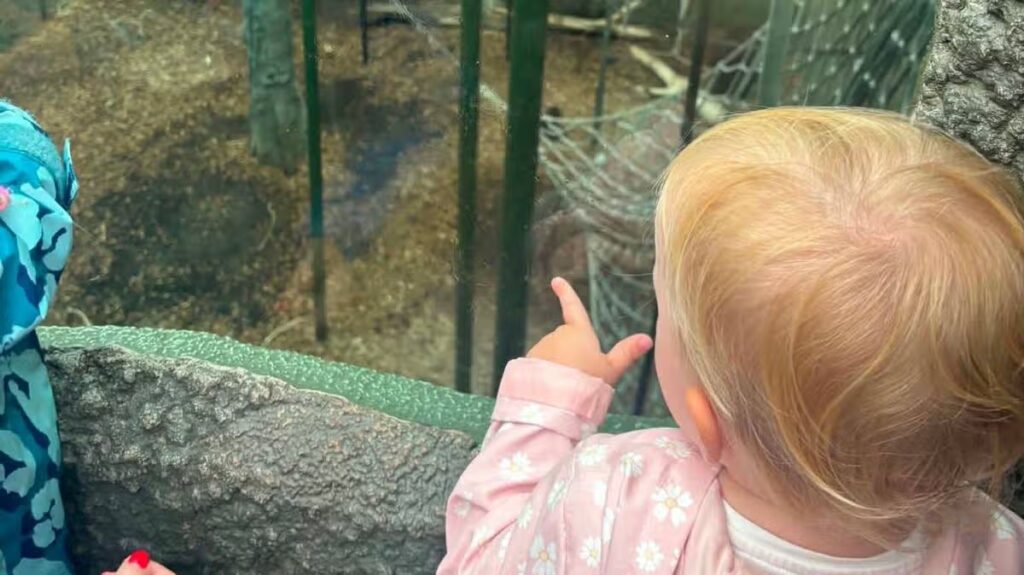 ‘We went to the UK’s best zoo with a toddler in the rain and saw 60 animals’