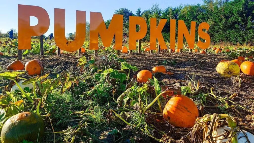 Pumpkin patches around Merseyside- open date, times and prices