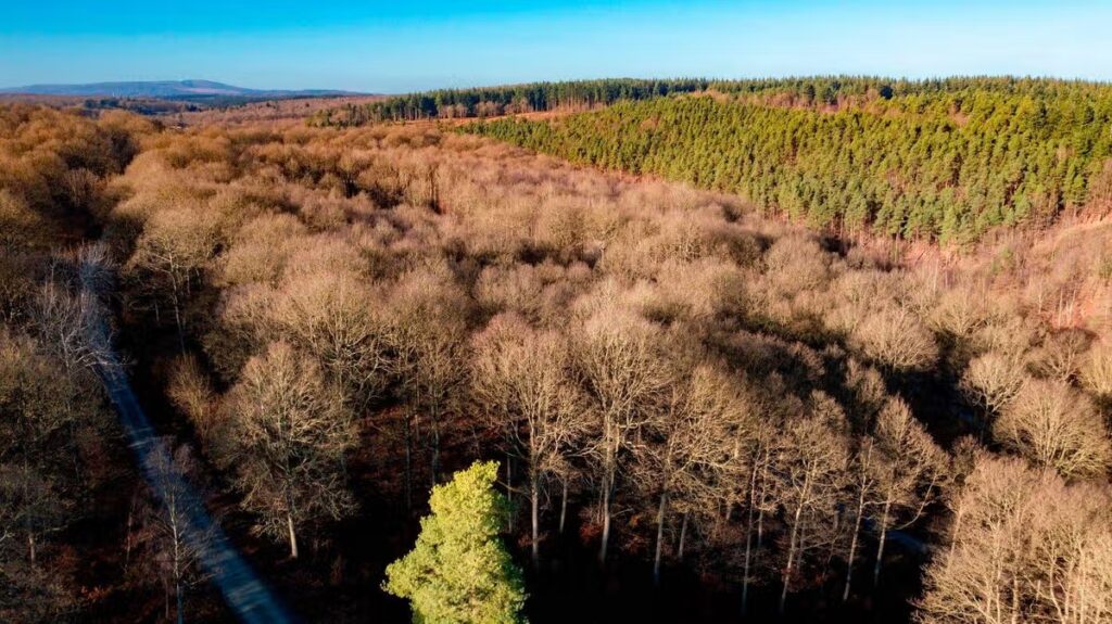 The ancient oak woodland just 83 minutes from Coventry perfect for autumn walks