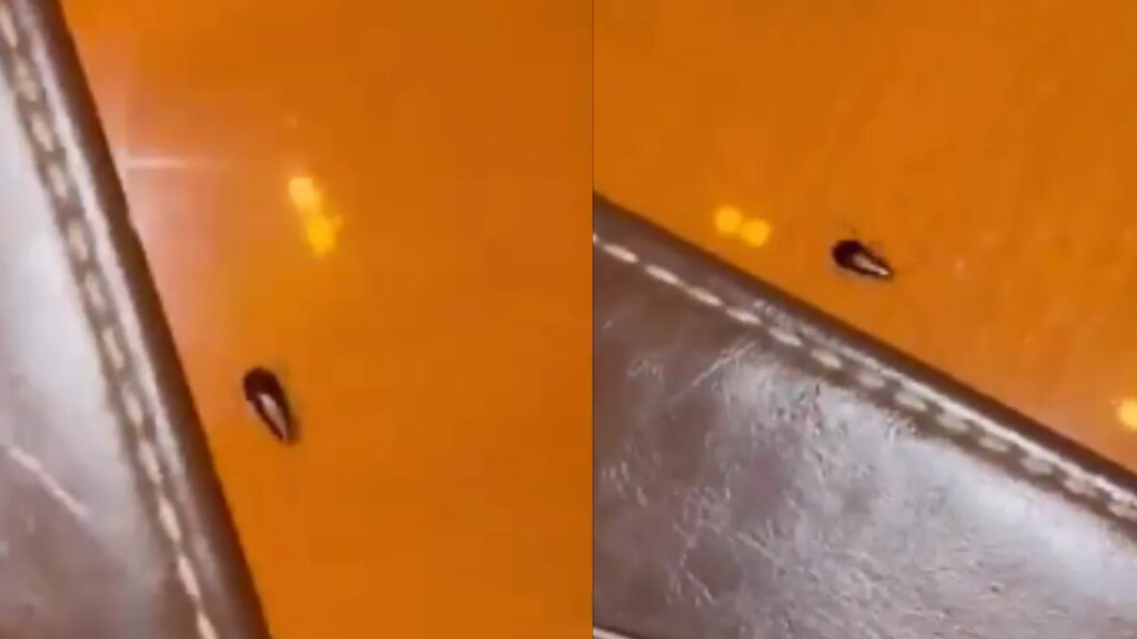 WATCH: Mumbai Eatery Customers Spot ‘Cockroach’ Crawling On Table! Food Hygiene Under Scanner