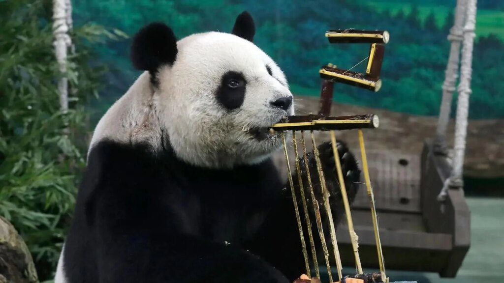 Panda Diplomacy Returns: Meet Ping Ping and Fu Shuang, China's Newest 'Ambassadors' to US