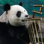 Panda Diplomacy Returns: Meet Ping Ping and Fu Shuang, China's Newest 'Ambassadors' to US