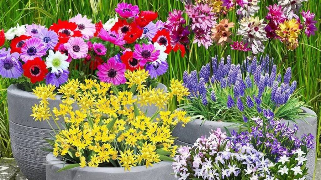 The best bulbs to plant in autumn for an impressive spring display next year