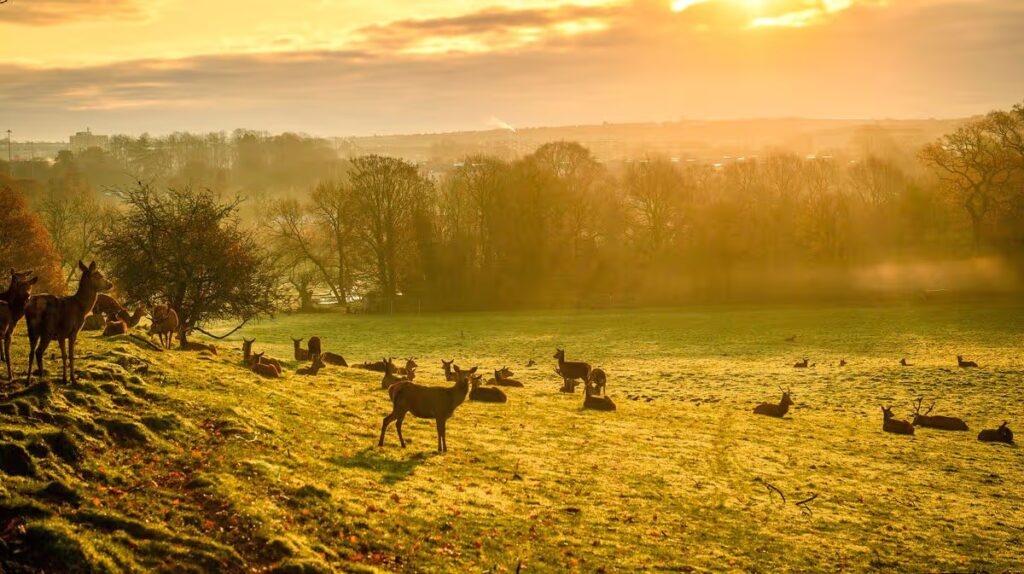 Autumnal walk through iconic Bristol estate that ends with a dog-friendly cafe