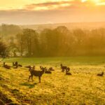 Autumnal walk through iconic Bristol estate that ends with a dog-friendly cafe