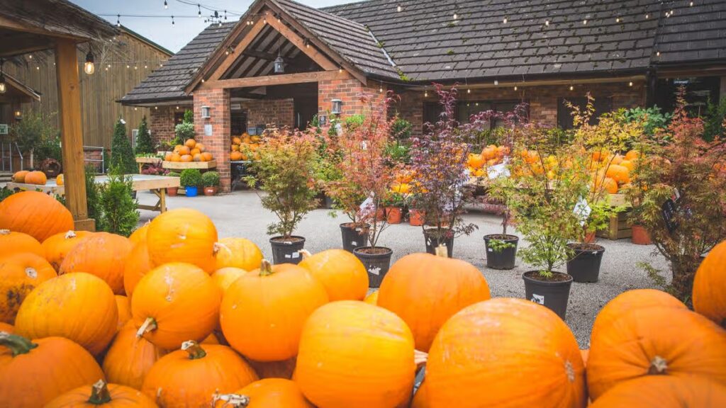 Posh Cheshire farm shop loved by Molly-Mae asks shoppers to stop taking photos and video amid influencer popularity