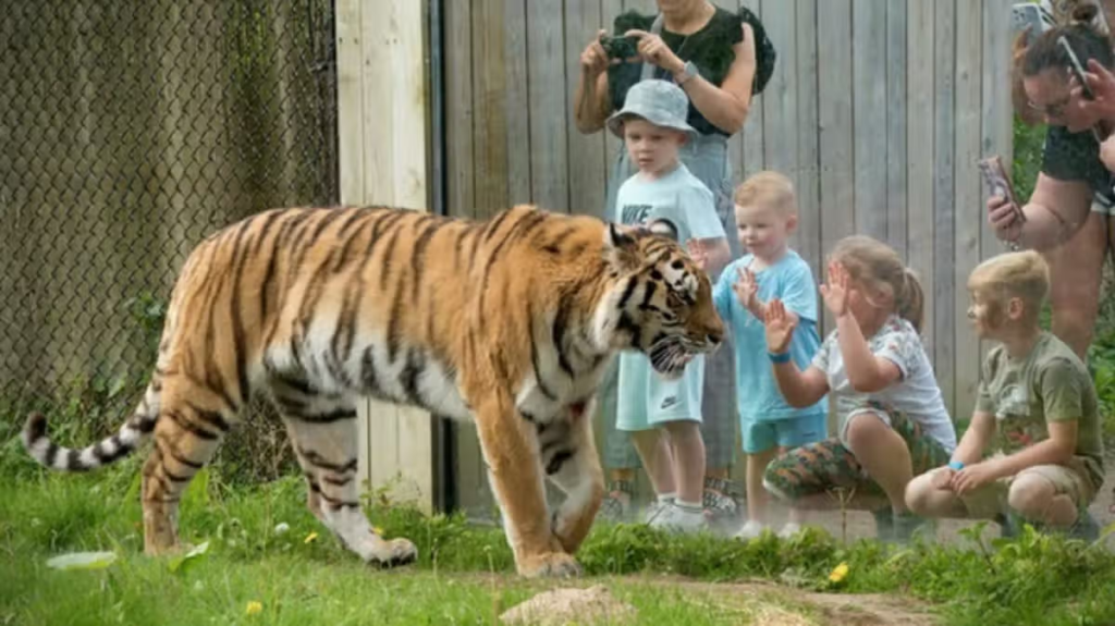 Little-known Knowsley Safari Park hack to get £1 tickets this autumn