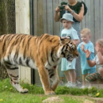 Little-known Knowsley Safari Park hack to get £1 tickets this autumn