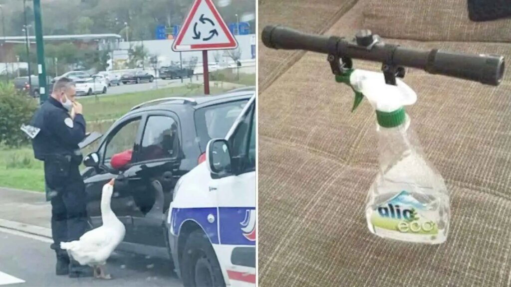 11 Chaotic Photos You Just Have to Accept at Face Value