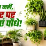 न जमीन चाहिए और ज्यादा जगह की भी नहीं पड़ेगी जरूर, दीवारों पर आसानी से उगेंगे ये 6 पौधे; घर को देंगे ग्रीन लुक – wall plants for small space 6 plants to grow on walls without soil Plants That Grow On Walls Easily deewar par konse paudhe asani se ho sakte hain tvist