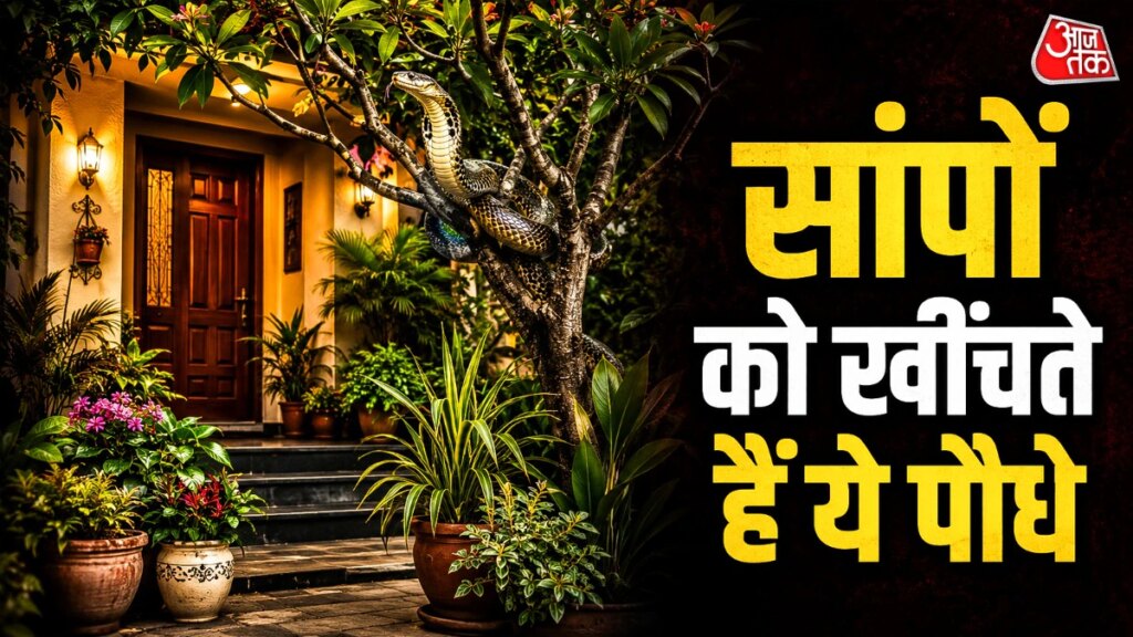 Snake Safety Tips: सांपों को न्योता देते हैं घर में लगे ये हरे-भरे पौधे, गंध सूंघते ही खिंचे चले आते हैं अंदर! तुरंत करें ये एक काम – these plants attract snakes near home garden snake safety tips saanpon ko khinchte hain ghar me lage ye ped paudhe plants tvisp