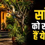 Snake Safety Tips: सांपों को न्योता देते हैं घर में लगे ये हरे-भरे पौधे, गंध सूंघते ही खिंचे चले आते हैं अंदर! तुरंत करें ये एक काम – these plants attract snakes near home garden snake safety tips saanpon ko khinchte hain ghar me lage ye ped paudhe plants tvisp