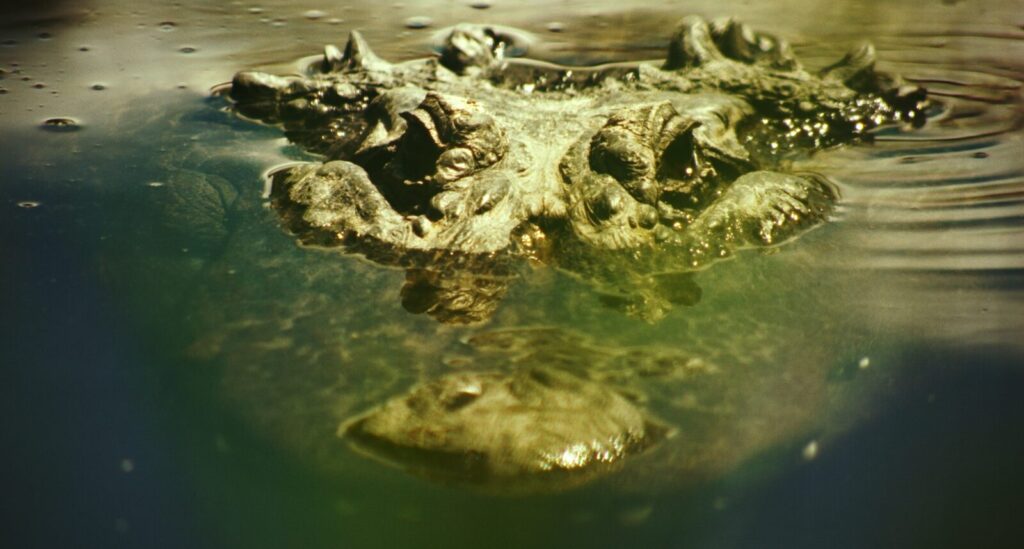 In ‘Gatorville,’ Freddie Gluck Captures a Childhood Among Gators