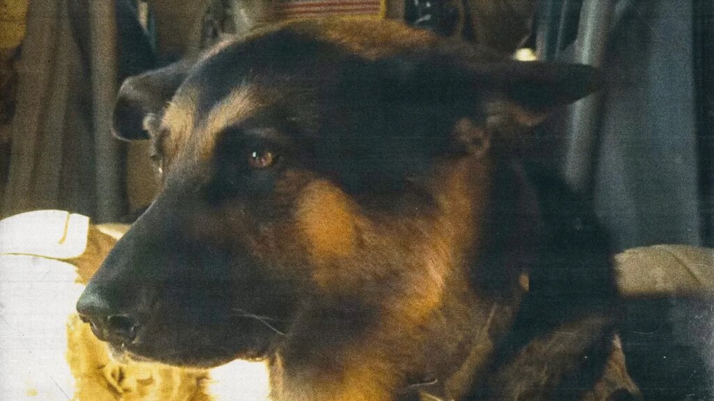 Meet the German Shepherd That Got Top Billing Over Brad Pitt