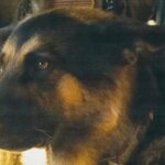 Meet the German Shepherd That Got Top Billing Over Brad Pitt