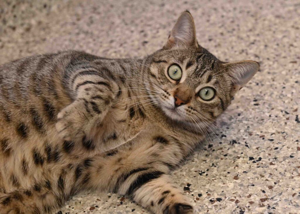 Videos of cats: Catch the funniest cat clips right now – Film Daily
