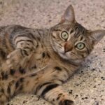 Videos of cats: Catch the funniest cat clips right now – Film Daily