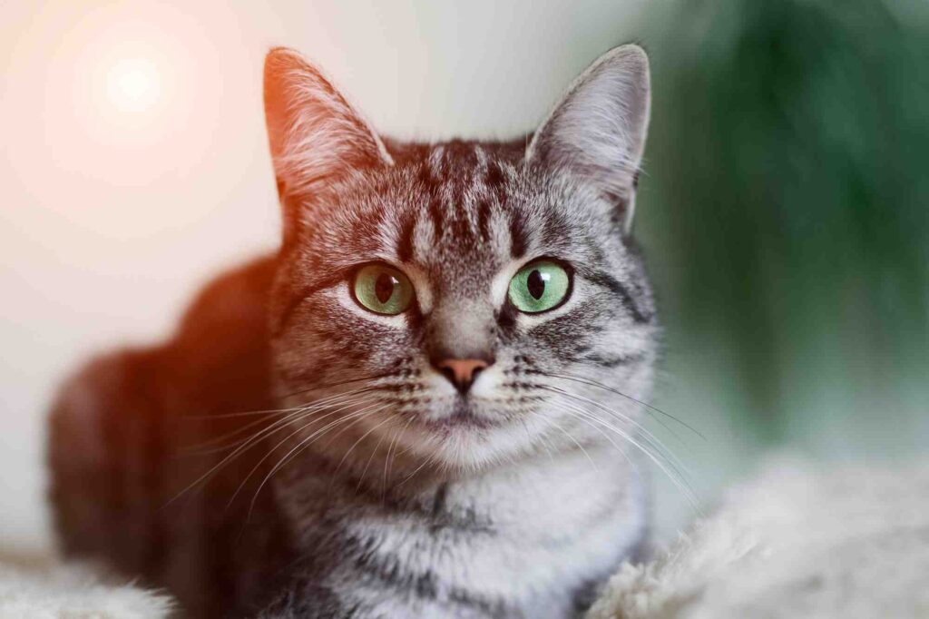 Find the most relaxing videos of cats when stress hits – Film Daily