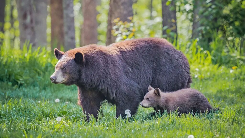 Momma bear teaches her cub the fine art of ripping open a truck bed cover in a parking lot