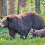 Momma bear teaches her cub the fine art of ripping open a truck bed cover in a parking lot