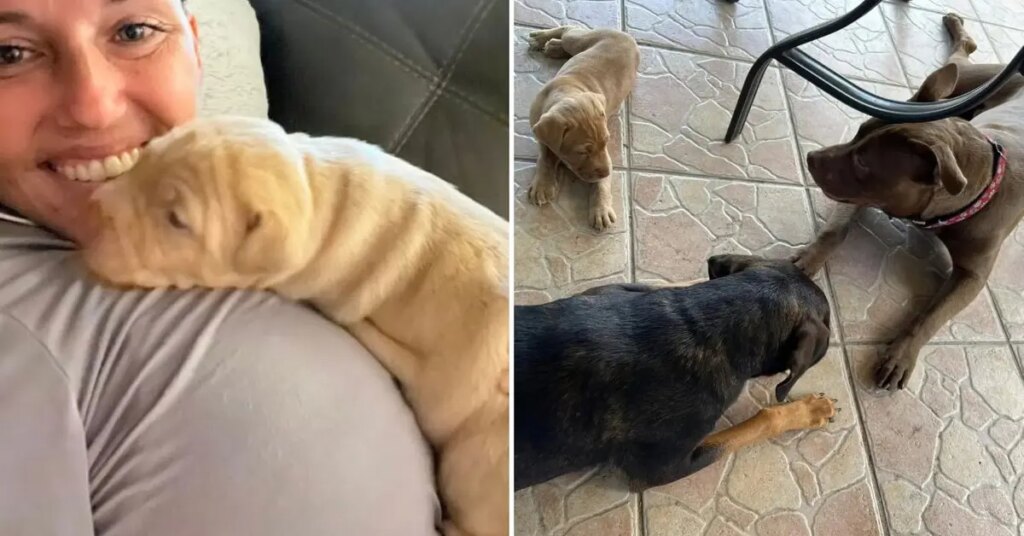 Florida Mom, 38, Accused of Performing Sexual Acts With Dog Ranted About Being Labeled a 'Bad' Pet Parent — Two Years Before Disturbing Allegations