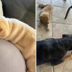 Florida Mom, 38, Accused of Performing Sexual Acts With Dog Ranted About Being Labeled a 'Bad' Pet Parent — Two Years Before Disturbing Allegations