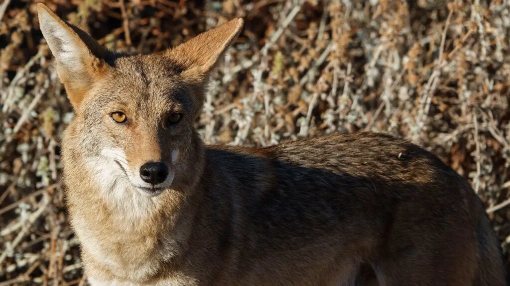 Arizona mom used her flip-flop to fight off a coyote attacking her 4-year-old daughter