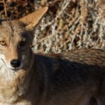 Arizona mom used her flip-flop to fight off a coyote attacking her 4-year-old daughter