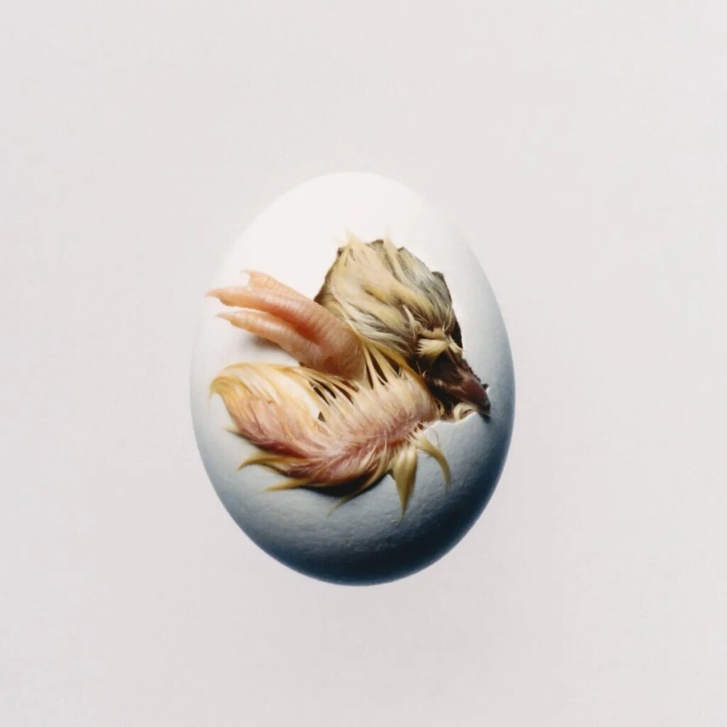 Shygirl Announces New Album ‘Swallow!’: Hear “Lucky (hymn)”