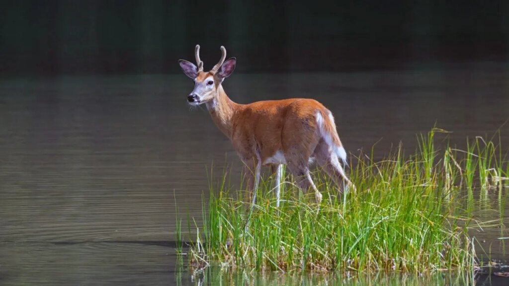 Bass angler couldn’t use LiveScope, so he followed whitetail deer to find the fish instead