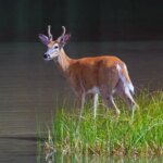 Bass angler couldn’t use LiveScope, so he followed whitetail deer to find the fish instead
